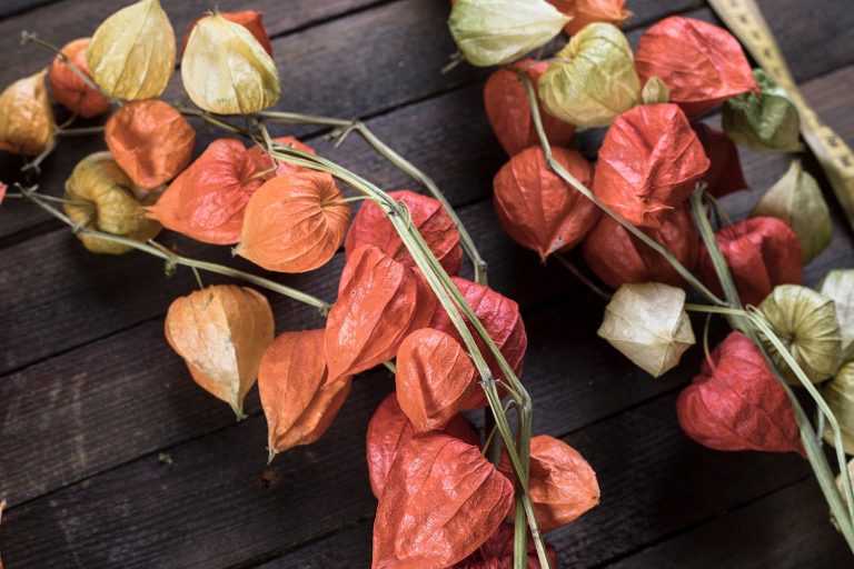 Dried flowers physalis boquet branches Burnt orange Woodland rustic